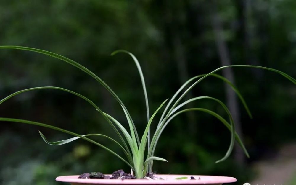 兰花|新手养兰花难吗？这样操作，一年后兰苗就爆满花盆