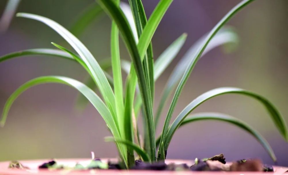 兰花|新手养兰花难吗？这样操作，一年后兰苗就爆满花盆