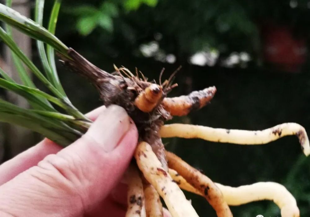 兰花|新手养兰花难吗？这样操作，一年后兰苗就爆满花盆