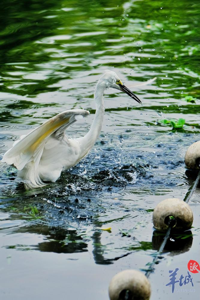 公園的鳥兒們歡快雀躍得不像話它們該慶幸生活在四季如春的嶺南白露