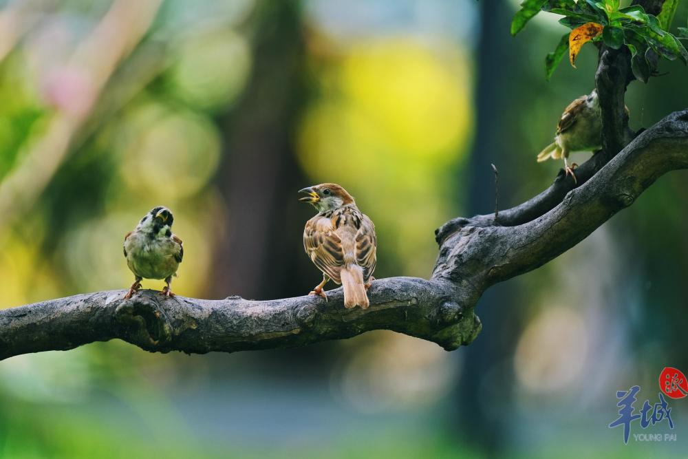 公園的鳥兒們歡快雀躍得不像話它們該慶幸生活在四季如春的嶺南白露後