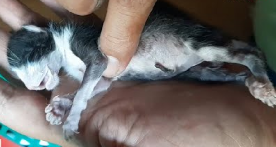 流浪猫街上生下小猫没呼吸，被女子一根手指救活