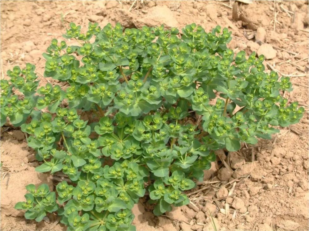 草甘膦|草甘膦这样用，3天死草，斩草除根，60天不长草