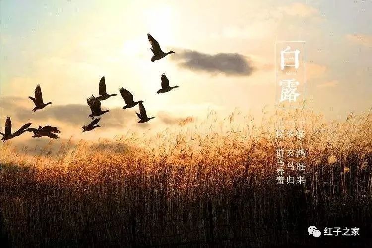 九爷|九爷讲堂 白露话靛颏四大话题