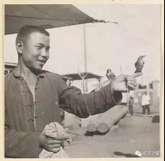 九爷|九爷讲堂 白露话靛颏四大话题