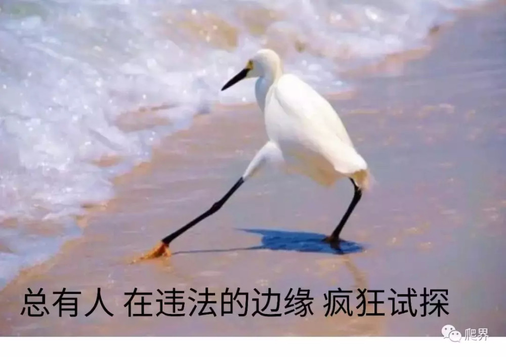 信天翁|一生只睡一只鸟，我等你直到我生命的尽头