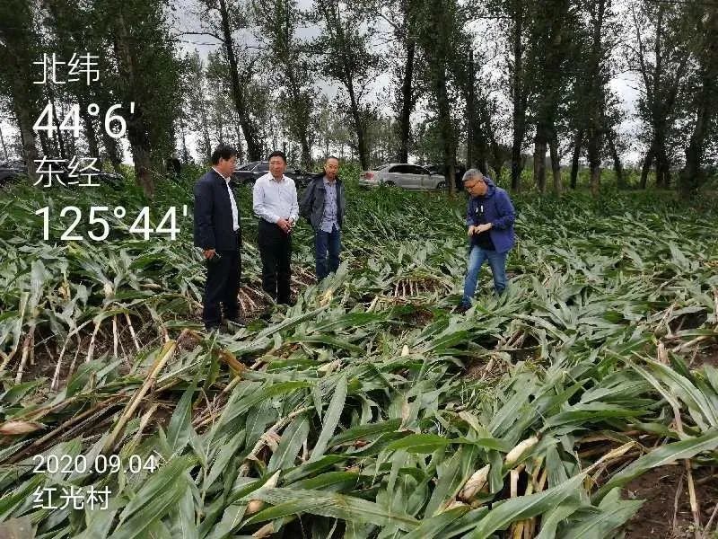 东北地区|玉米已经趴倒，风王又要上场