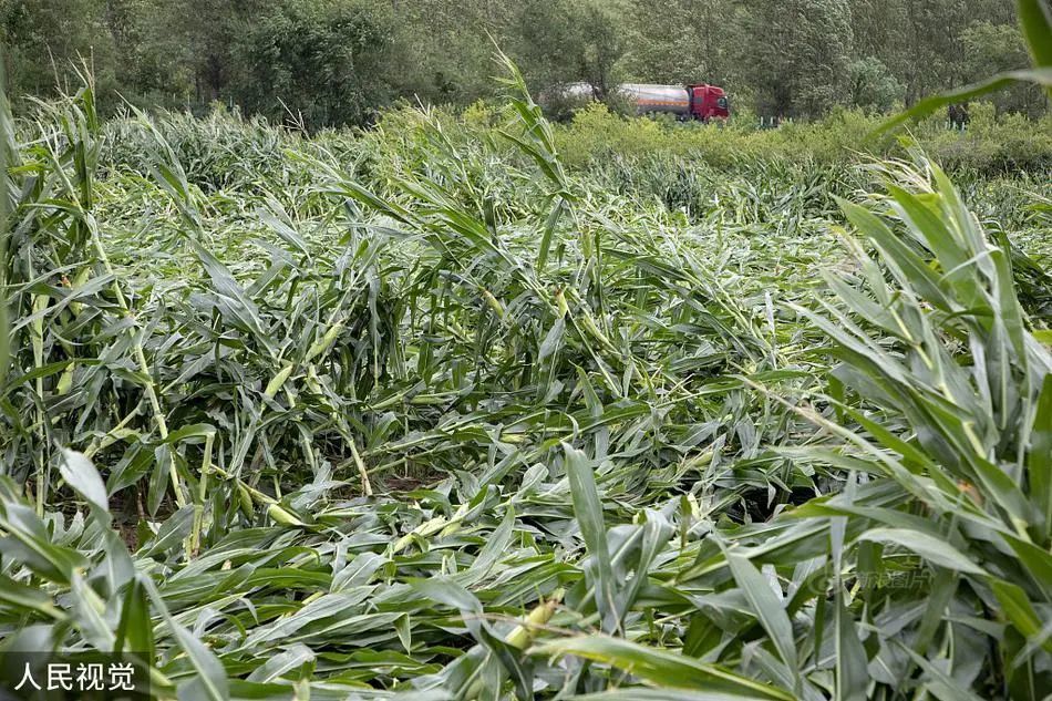 东北地区|玉米已经趴倒，风王又要上场