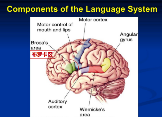 大脑"布罗卡区"