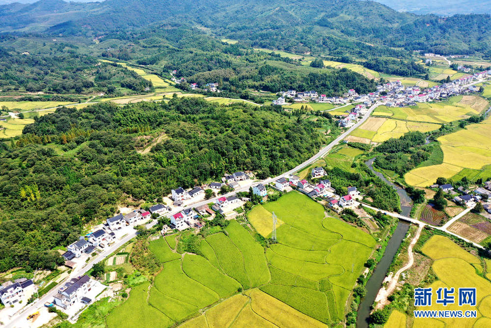9月5日,航拍的黄山市黄山区新丰乡盛洪村田园风光.