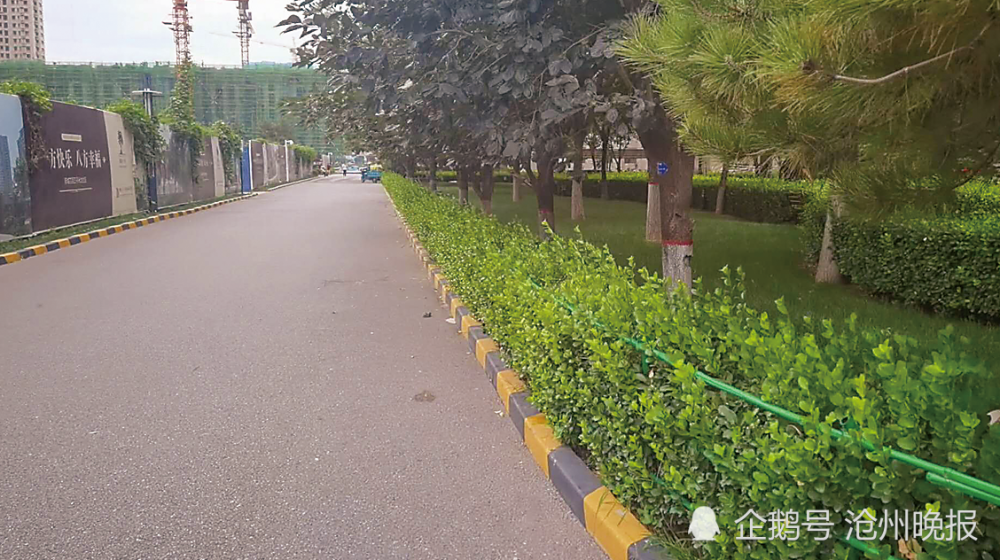 列举道路绿化树种及其特点
