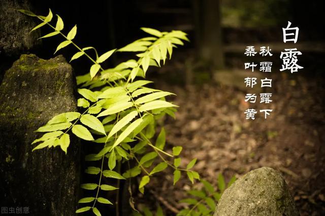 白露|白露.千家诗词大会