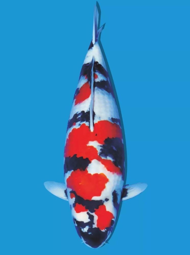 如何鉴赏锦鲤鱼 腾讯新闻