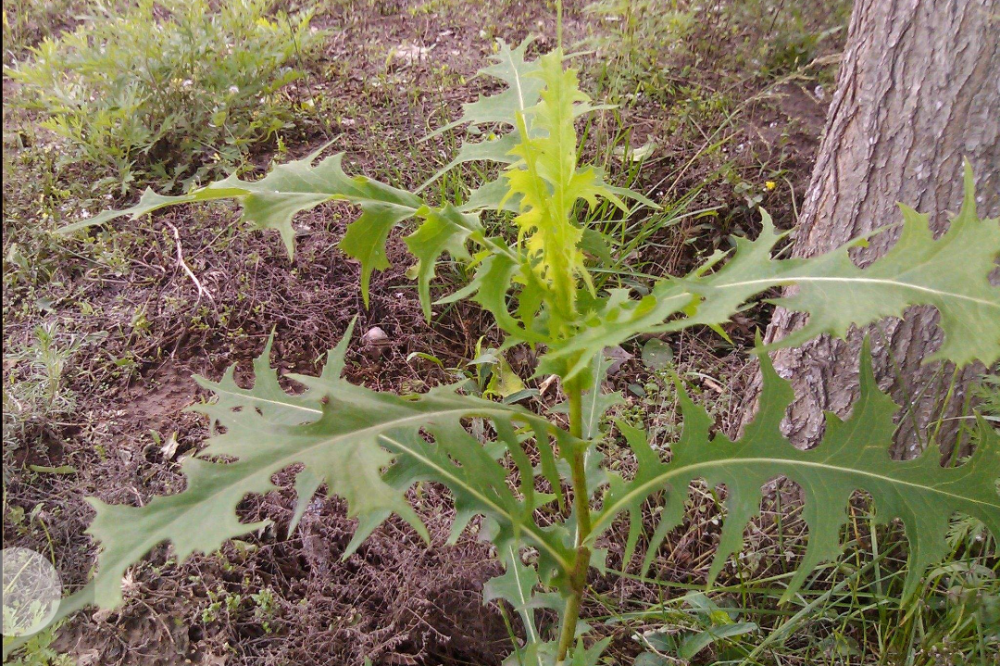 盤點農村的一種野菜的價值和食用方法,現在10元一斤