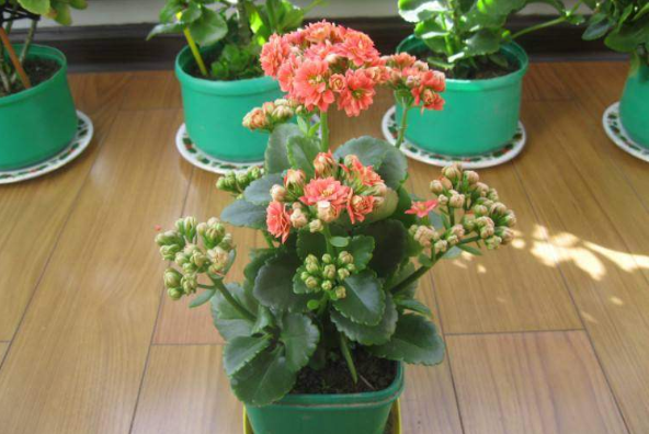 有3种"发财花"不要送人,小心把财神爷送走,再有钱也变穷!