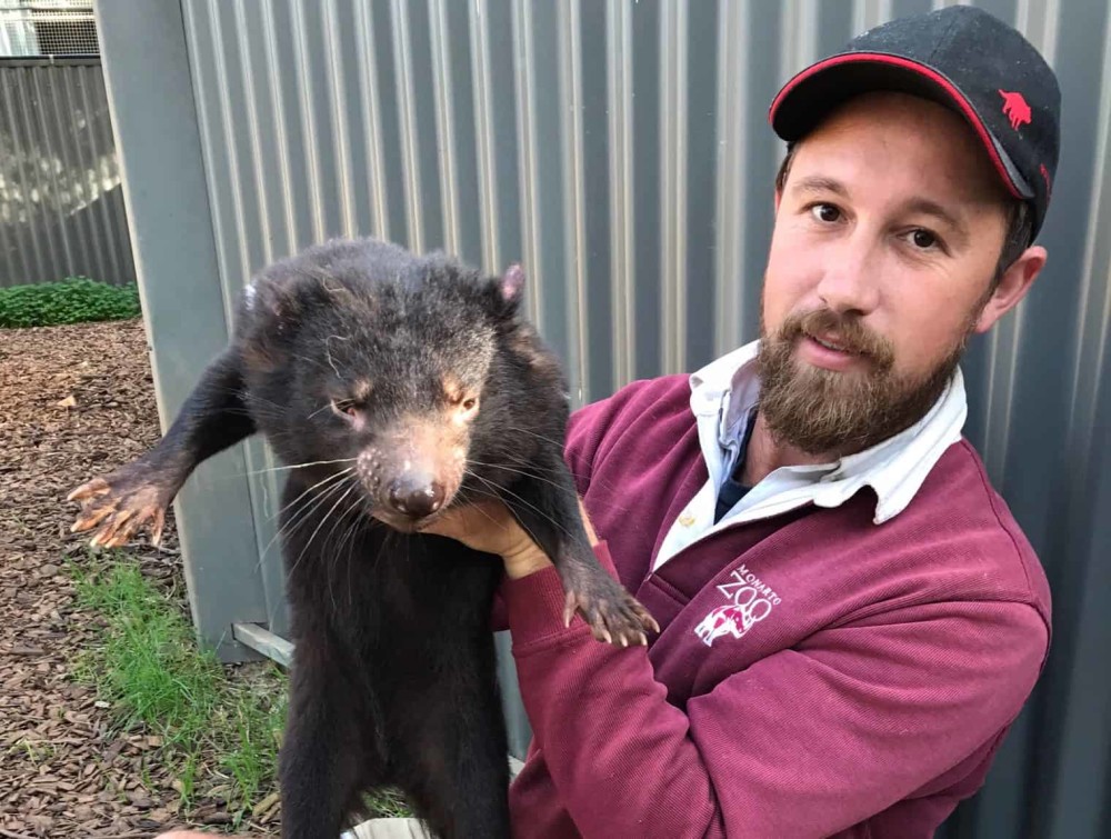 外形很萌的袋獾为什么叫塔斯马尼亚恶魔太好斗加快灭绝速度