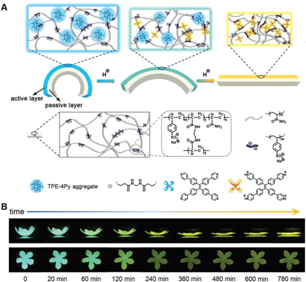 荧光|《德国应化》综述：荧光高分子水凝胶中的多彩世界