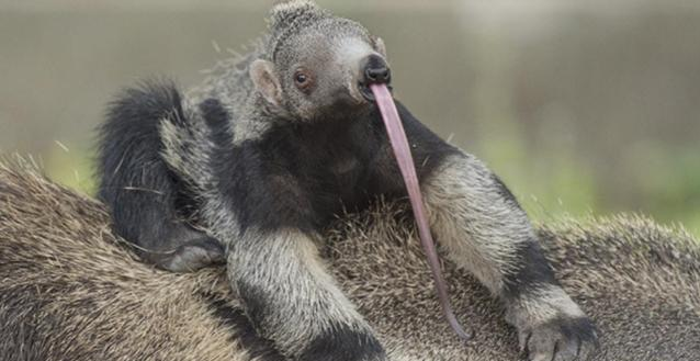 蚂蚁|如果人类体型只有蚂蚁那么大，智慧保留。那将会是什么样的存在？