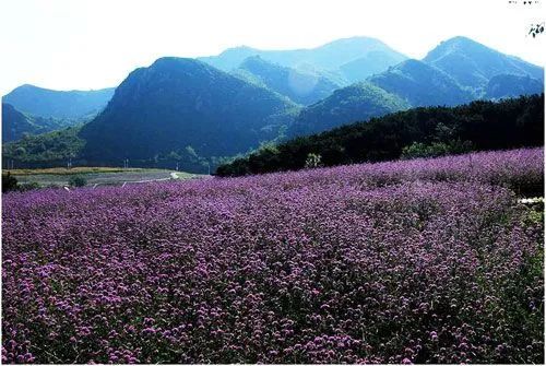 玫瑰情园|十一去北京密云玫瑰情园、人间花海大饱眼福！还可以听到“密云的纳西古乐”