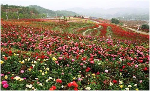 玫瑰情园|十一去北京密云玫瑰情园、人间花海大饱眼福！还可以听到“密云的纳西古乐”