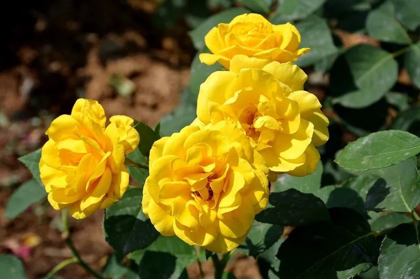 玫瑰情园|十一去北京密云玫瑰情园、人间花海大饱眼福！还可以听到“密云的纳西古乐”