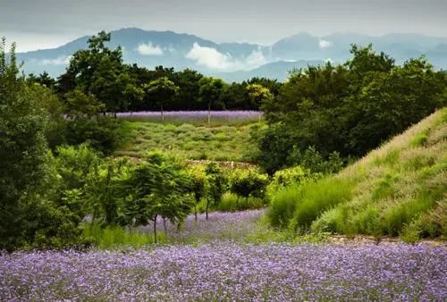 玫瑰情园|十一去北京密云玫瑰情园、人间花海大饱眼福！还可以听到“密云的纳西古乐”