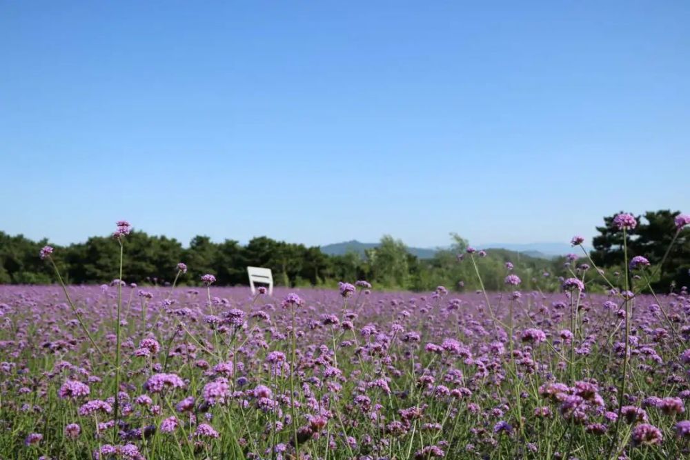 玫瑰情园|十一去北京密云玫瑰情园、人间花海大饱眼福！还可以听到“密云的纳西古乐”