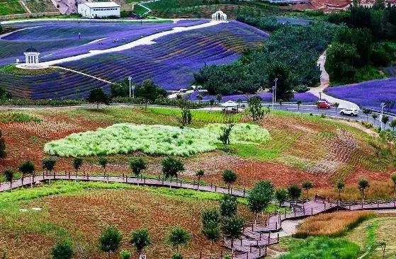 玫瑰情园|十一去北京密云玫瑰情园、人间花海大饱眼福！还可以听到“密云的纳西古乐”