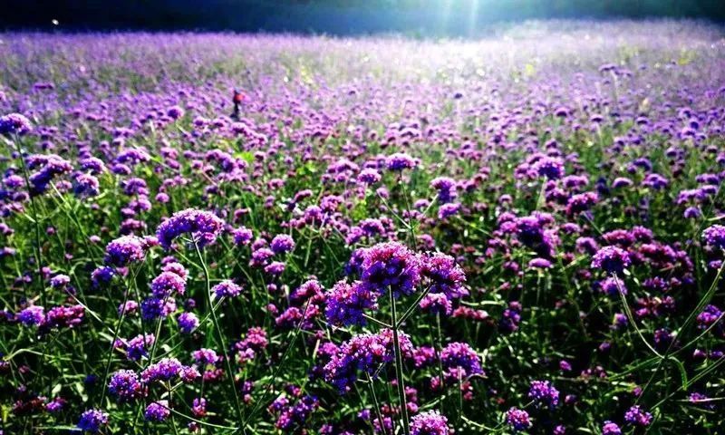 玫瑰情园|十一去北京密云玫瑰情园、人间花海大饱眼福！还可以听到“密云的纳西古乐”