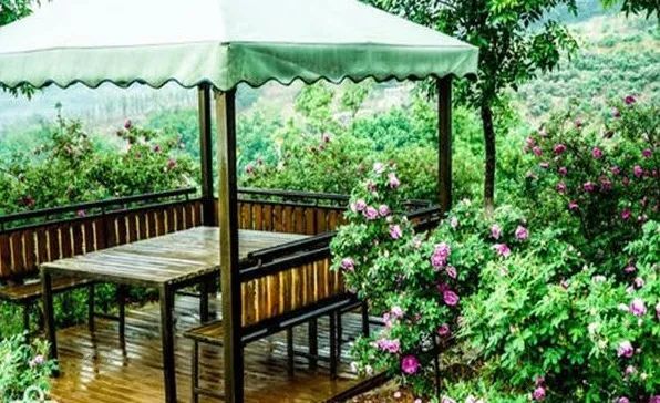 玫瑰情园|十一去北京密云玫瑰情园、人间花海大饱眼福！还可以听到“密云的纳西古乐”