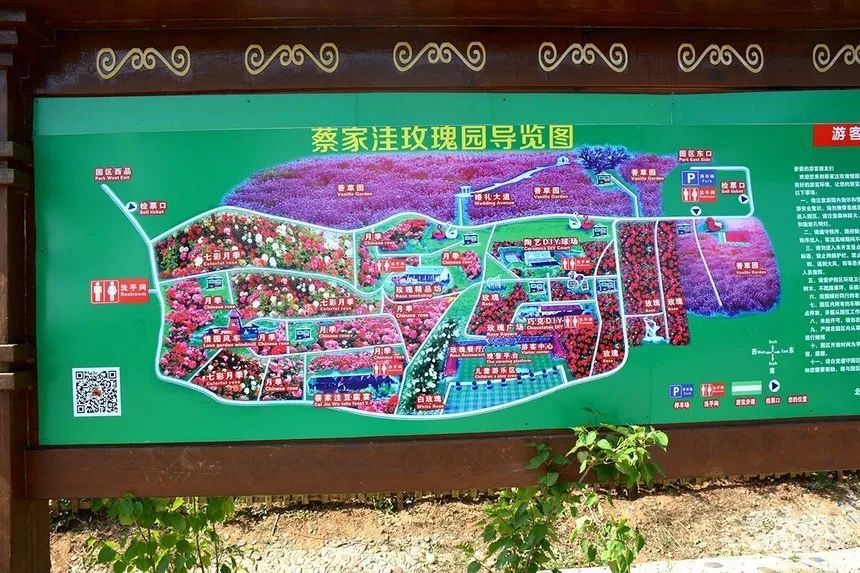 玫瑰情园|十一去北京密云玫瑰情园、人间花海大饱眼福！还可以听到“密云的纳西古乐”