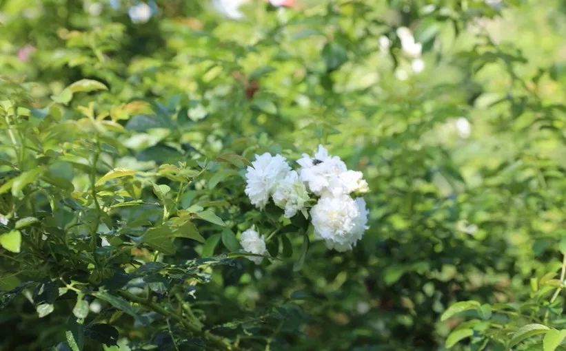 玫瑰情园|十一去北京密云玫瑰情园、人间花海大饱眼福！还可以听到“密云的纳西古乐”