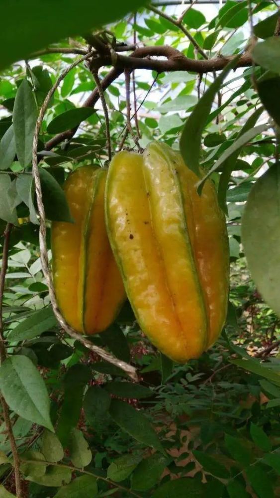 玫瑰情园|十一去北京密云玫瑰情园、人间花海大饱眼福！还可以听到“密云的纳西古乐”