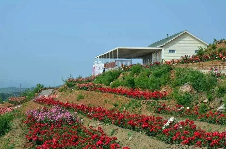 玫瑰情园|十一去北京密云玫瑰情园、人间花海大饱眼福！还可以听到“密云的纳西古乐”