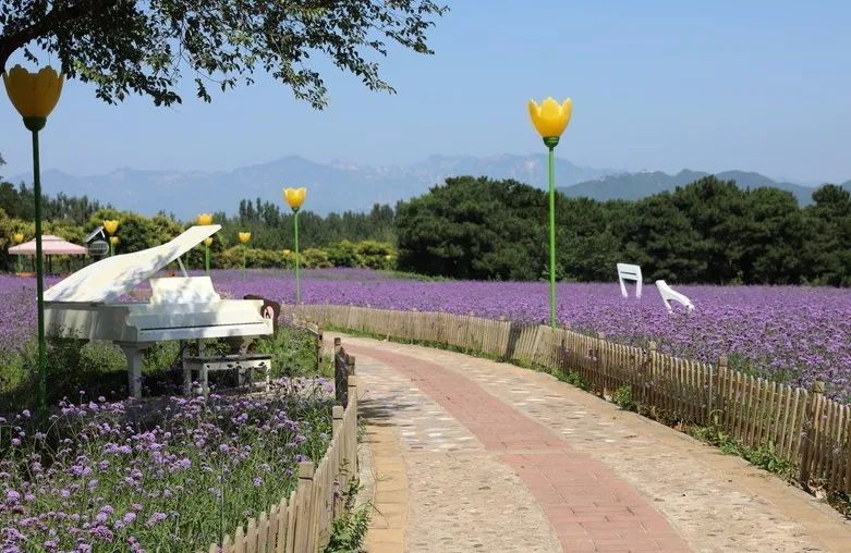 玫瑰情园|十一去北京密云玫瑰情园、人间花海大饱眼福！还可以听到“密云的纳西古乐”
