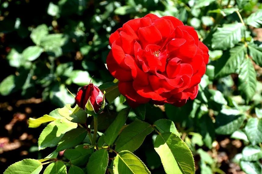 玫瑰情园|十一去北京密云玫瑰情园、人间花海大饱眼福！还可以听到“密云的纳西古乐”