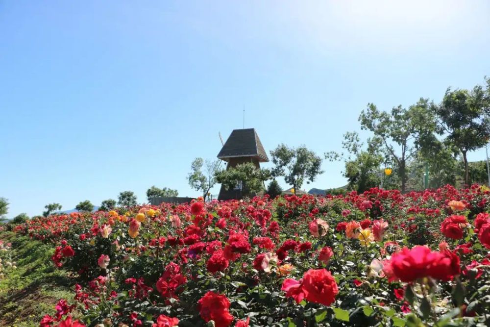 玫瑰情园|十一去北京密云玫瑰情园、人间花海大饱眼福！还可以听到“密云的纳西古乐”