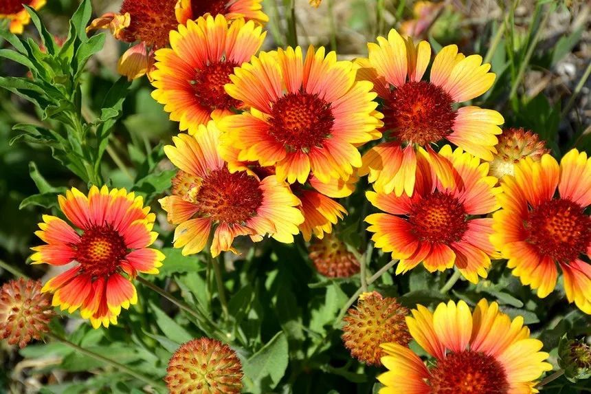 玫瑰情园|十一去北京密云玫瑰情园、人间花海大饱眼福！还可以听到“密云的纳西古乐”