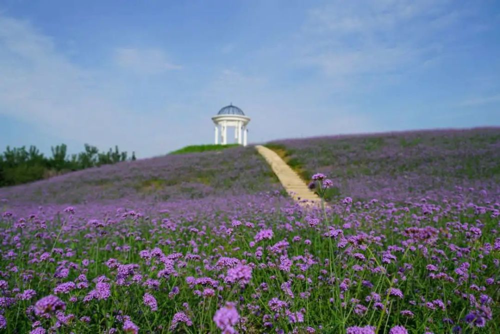玫瑰情园|十一去北京密云玫瑰情园、人间花海大饱眼福！还可以听到“密云的纳西古乐”
