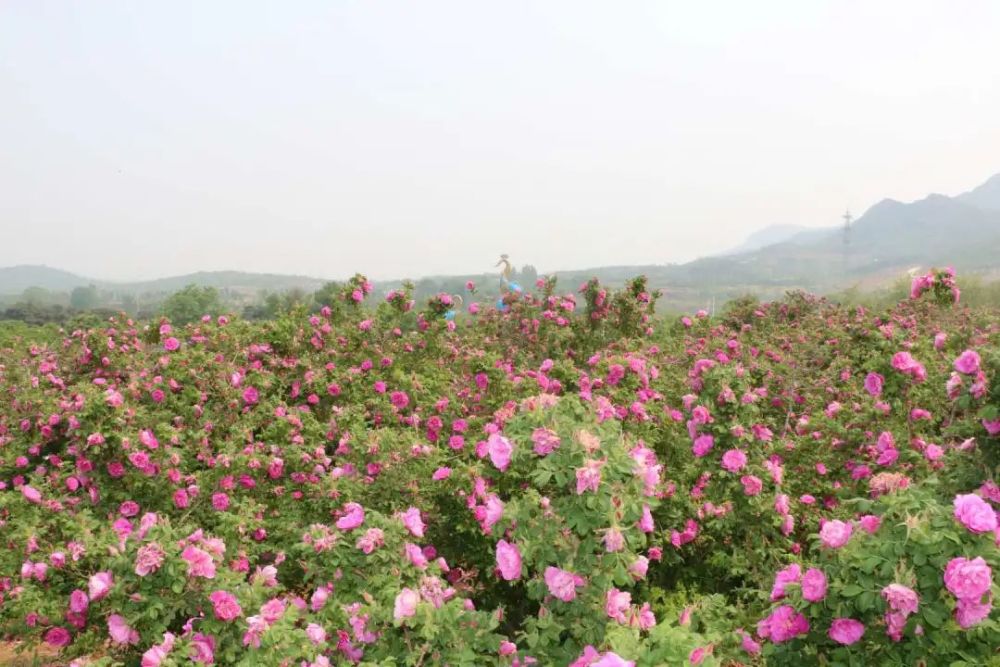 玫瑰情园|十一去北京密云玫瑰情园、人间花海大饱眼福！还可以听到“密云的纳西古乐”