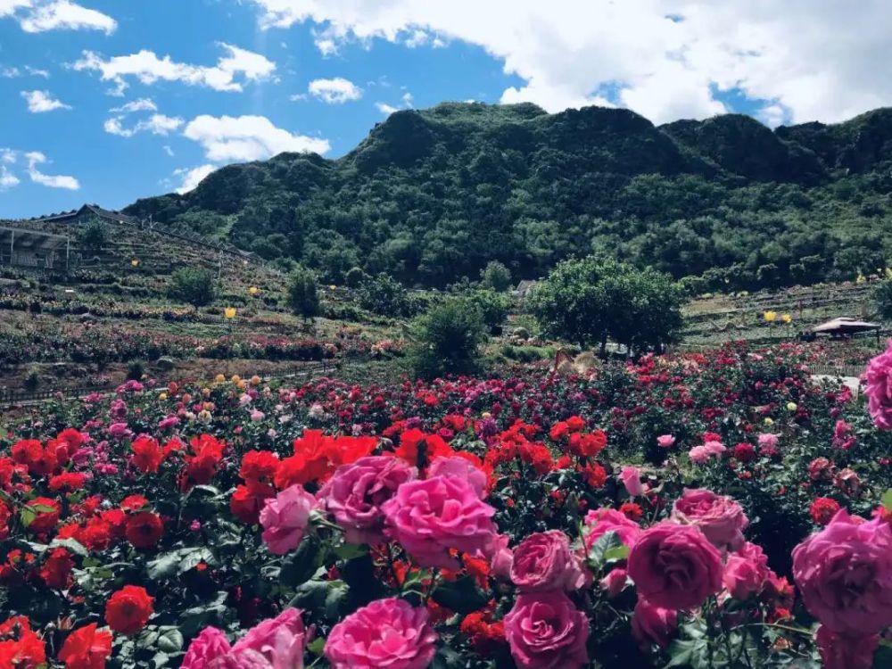 玫瑰情园|十一去北京密云玫瑰情园、人间花海大饱眼福！还可以听到“密云的纳西古乐”