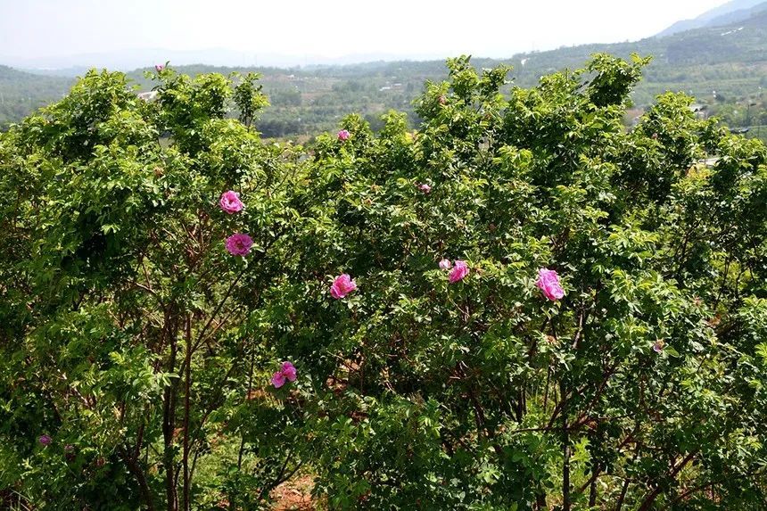玫瑰情园|十一去北京密云玫瑰情园、人间花海大饱眼福！还可以听到“密云的纳西古乐”