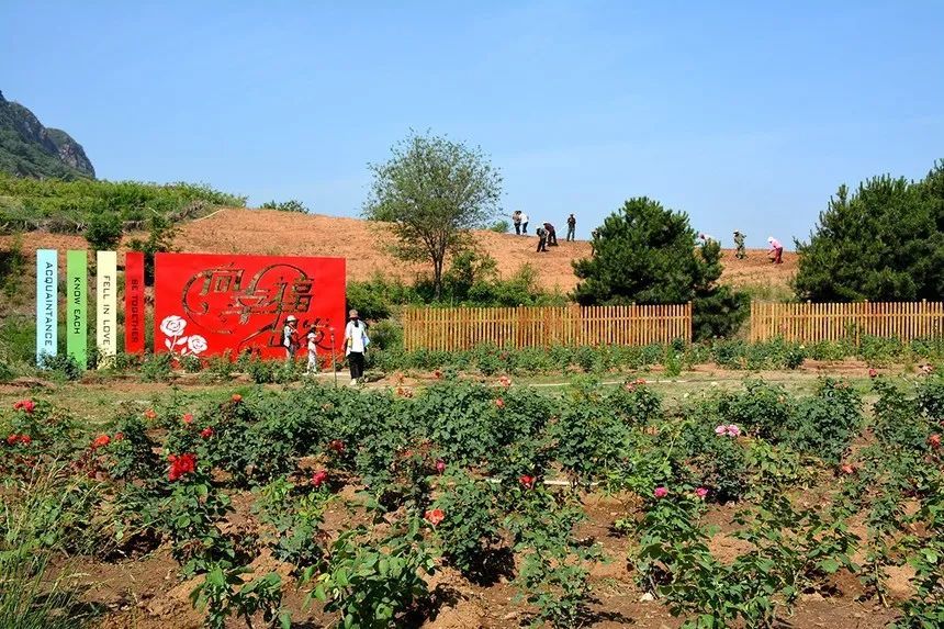 玫瑰情园|十一去北京密云玫瑰情园、人间花海大饱眼福！还可以听到“密云的纳西古乐”