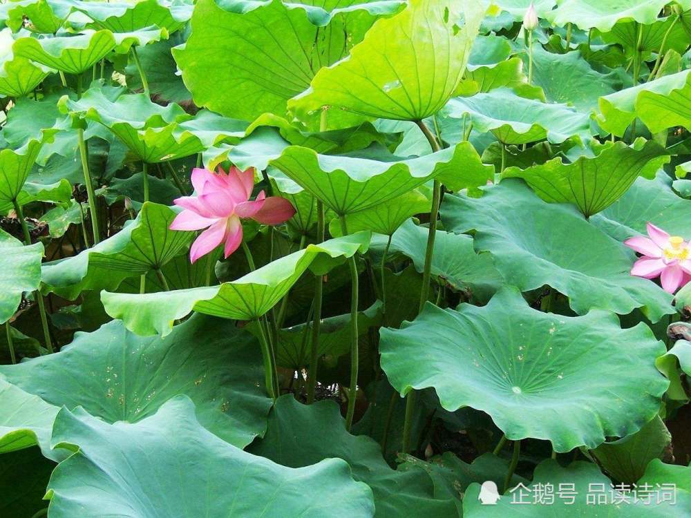 李商隐|李商隐不愧是情圣，初遇妻子王氏写下一首求爱诗，最终抱得美人归