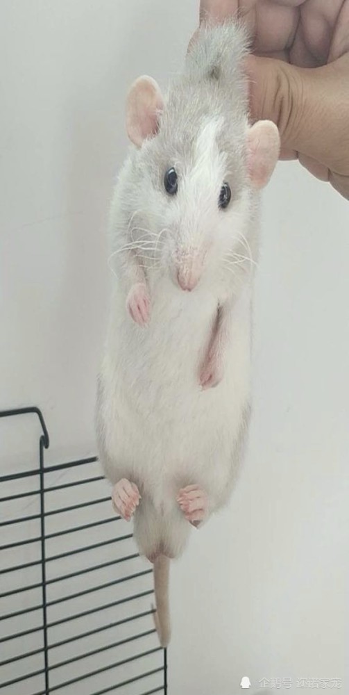 还叫它老鼠 网友 你太out了 腾讯新闻