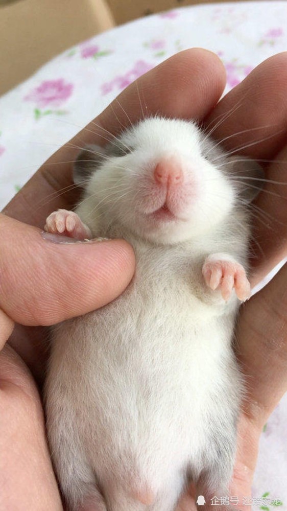 还叫它老鼠 网友 你太out了 腾讯新闻