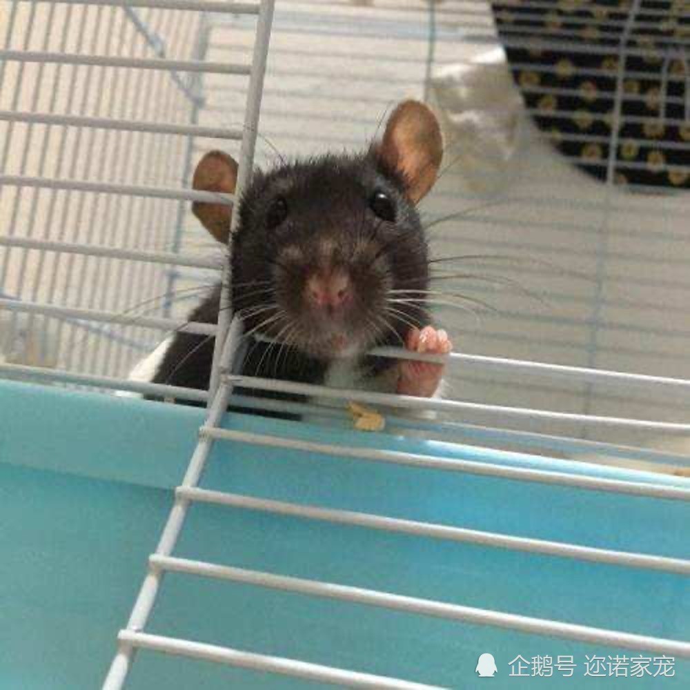 还叫它老鼠 网友 你太out了 腾讯新闻