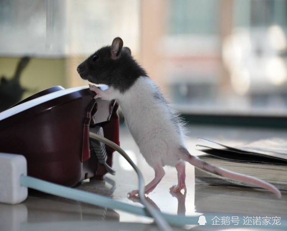 还叫它老鼠 网友 你太out了 腾讯新闻