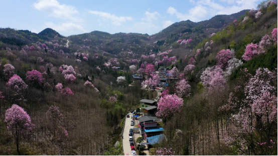 金字招牌丨辛夷花开吴家山红胭脂染百年间 腾讯新闻