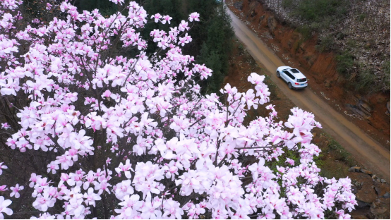吴家后山百年间静看辛夷成诗 腾讯新闻